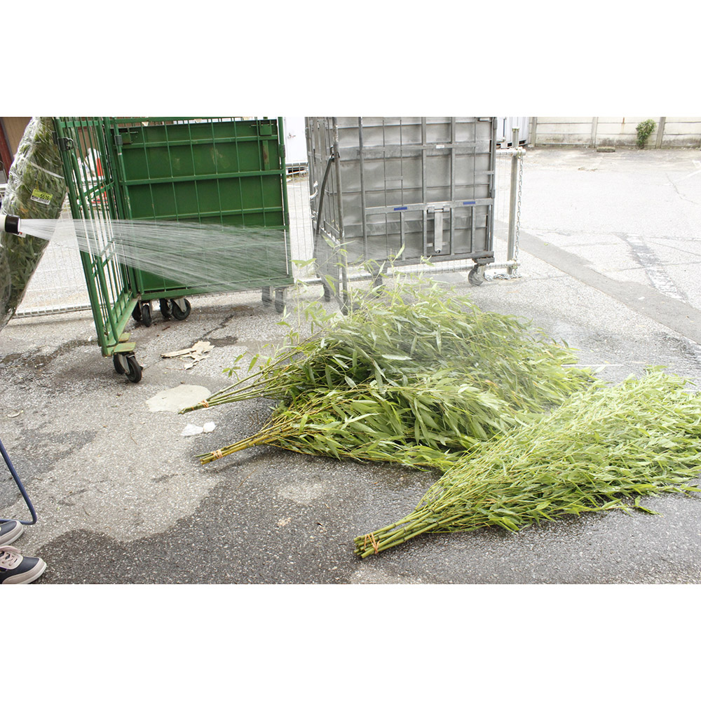 生花/予約】七夕用 竹笹(1.5m程度)※商品説明をお読み下さい。 - 花材