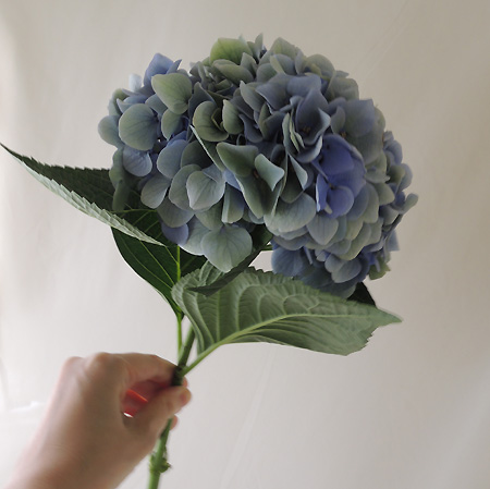 生花 青木園芸さんのアジサイ アクアブルー 中サイズ アンティーク B 001 通販 はなどんやアソシエ