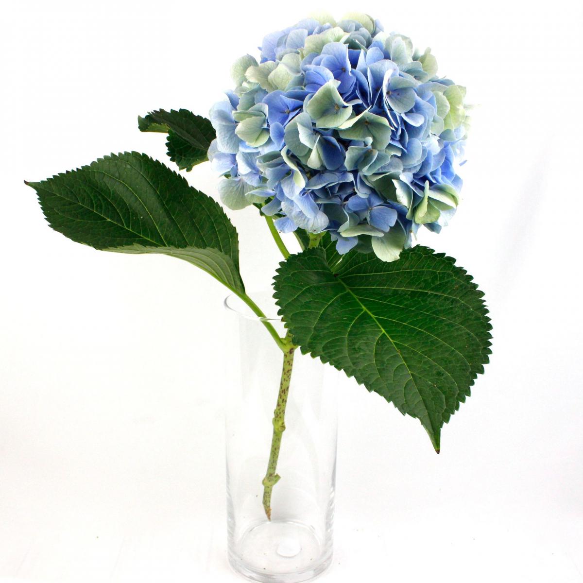 直前!】青木園芸さんのアジサイ ライトブルーグリーン 中サイズ