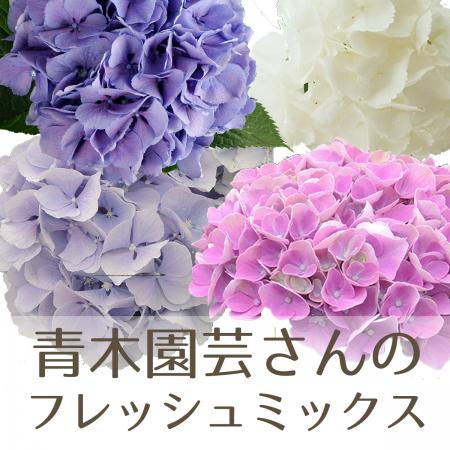 【生花】青木園芸さんのアジサイ フレッシュミックス(色おまかせ) 小〜中サイズ