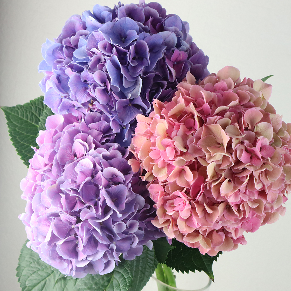 生花】青木園芸さんのアジサイ ミックス(色おまかせ) 中サイズ - 花材