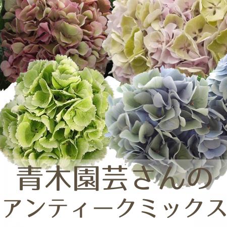 【生花】青木園芸さんのアジサイ アンティークミックス(色おまかせ) 小〜中サイズ