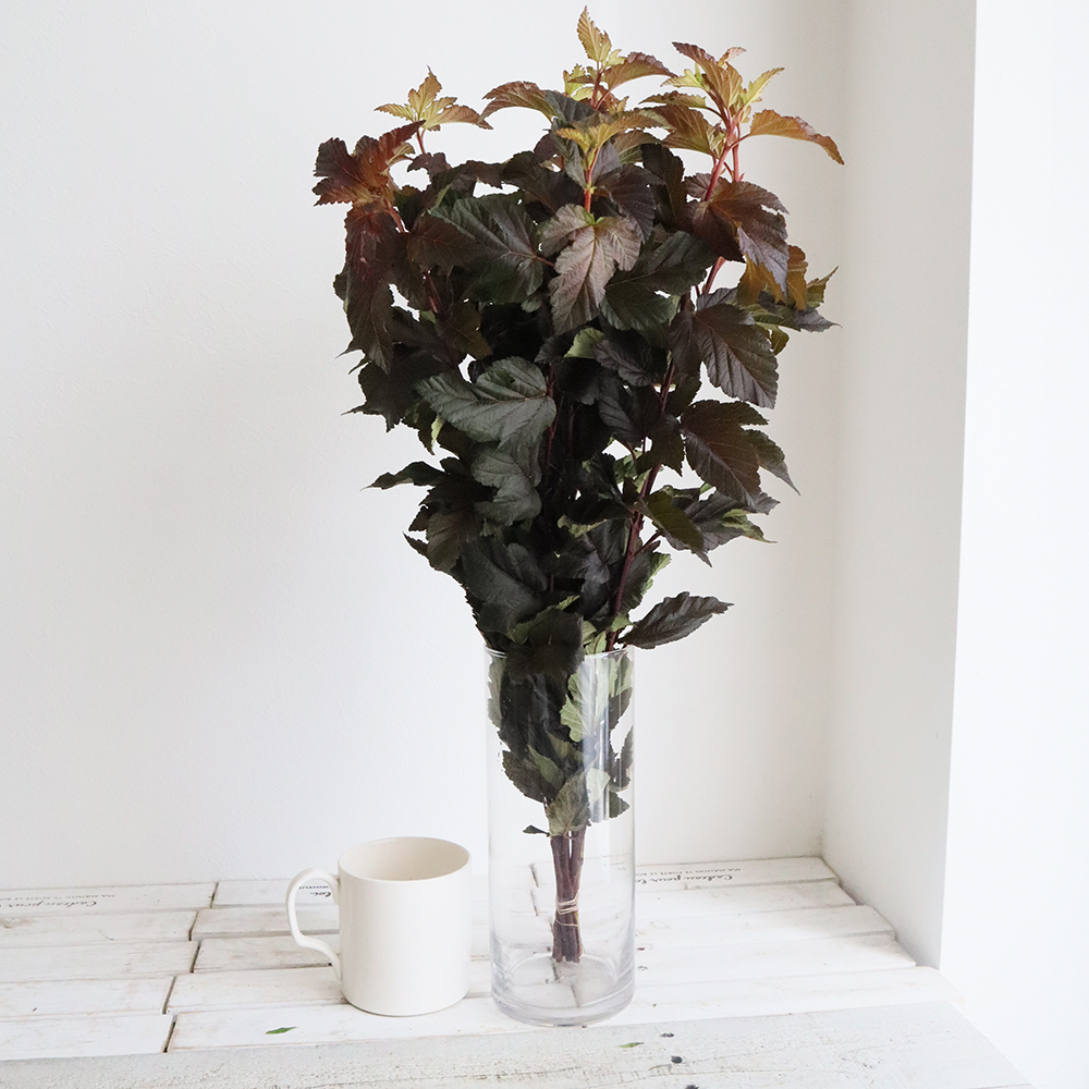 生花 西洋コデマリ ディアボロ 葉 日本草花園 Ot 通販 はなどんやアソシエ 生花 西洋コデマリ ディアボロ 葉 日本草花園 Ot 通販 はなどんやアソシエ