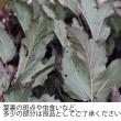 【生花】ディアボロレディーインレッド(50cm程度)褐色　西洋コデマリ　日本草花園【OT】