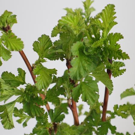 【08直前!!!】ディアボログリーン(小葉)西洋コデマリ　50cm程度　日本草花園【生花】