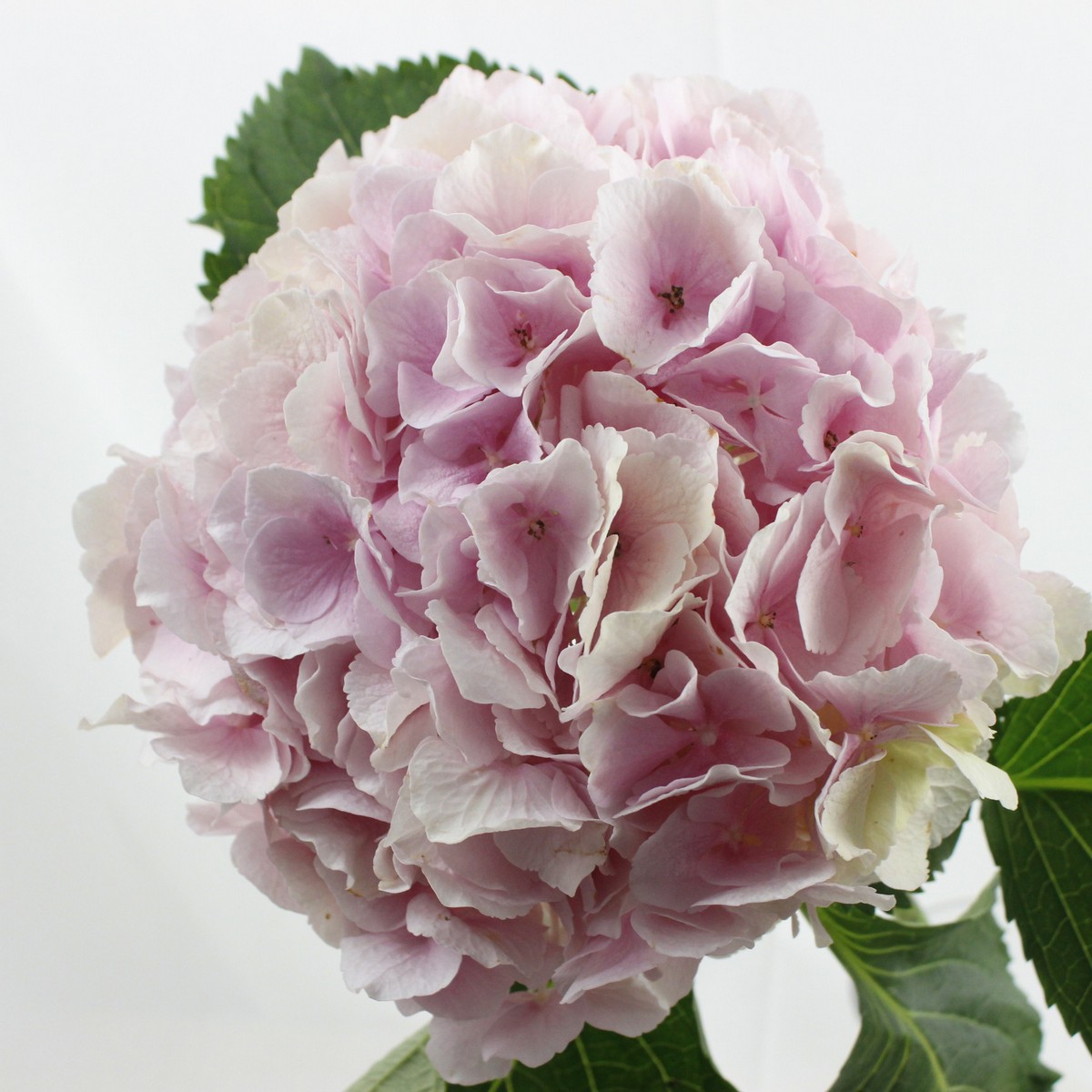 みおり様特別専用ページ　新鮮なアジサイの花房（ピンク・クリーム・緑） アジサイ カラードリーム 苗 販売 苗木部 By 花ひろばオンライン