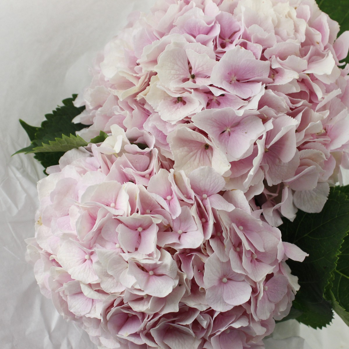 みおり様特別専用ページ 新鮮なアジサイの花房（ピンク・クリーム・緑