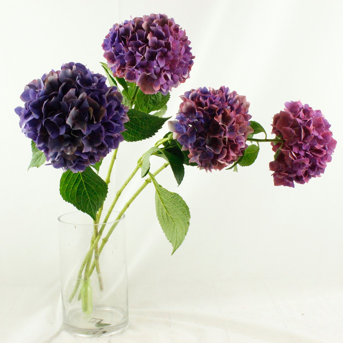 直前 北空知のアジサイ アンティークパープル 花径10cm程度 生花 直前 北空知のアジサイ アンティークパープル 花径10cm程度 生花