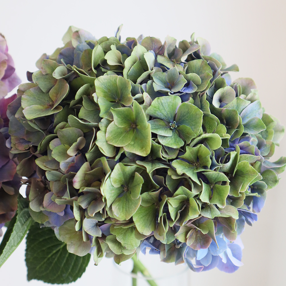 直前】北空知のアジサイ アンティークG/PU(グリーンパープル)【生花