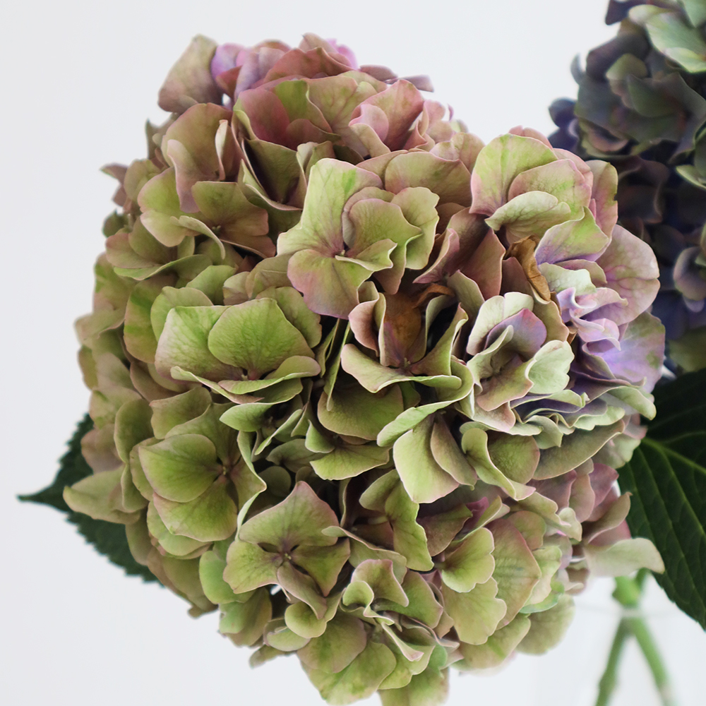 直前】北空知のアジサイ アンティークG/PU(グリーンパープル)【生花