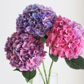 生花】北空知のアジサイ アンティーク ピンクーパープルミックス