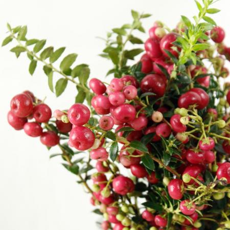 【直前!!!】ペルネティア(真珠の木)30cm　★初入荷【生花】