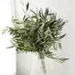 【直前!!!】オリーブ　カヨンヌ(40cmスプレータイプ)坂出園芸【生花】