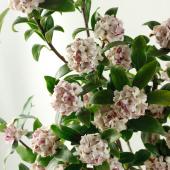 沈丁花 08直前】沈丁花(じんちょうげ)40センチ程度 ※花色おまかせ