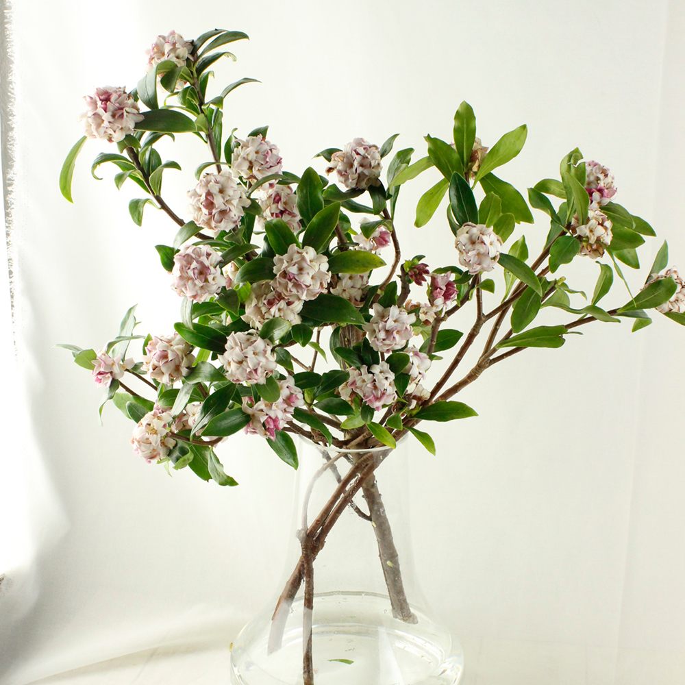 直前08 沈丁花 じんちょうげ 束約5本入り 磯部さん 40 50cm 生花 通販 はなどんやアソシエ 直前08 沈丁花 じんちょうげ 束約5本入り 磯部さん 40 50cm 生花 通販 はなどんやアソシエ