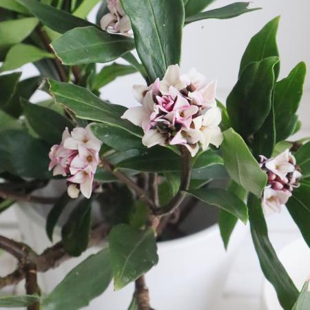 【生花】沈丁花　伊豆大島など　40〜50cm 【OT】