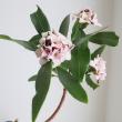 【生花】沈丁花　伊豆大島など　30cm 【OT】