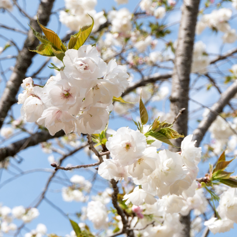 白花 楽天市場】2025年開花沈丁花3月から4月開花 苗【沈丁花 白花