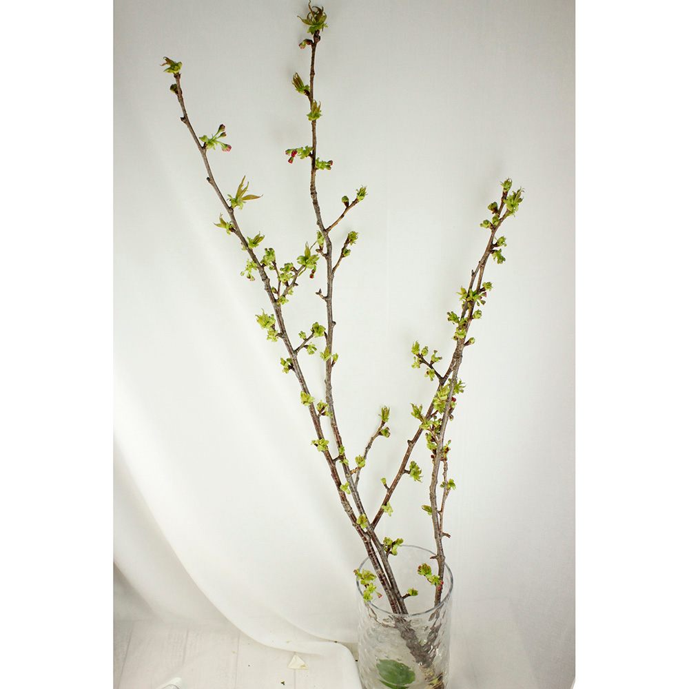 直前 おうちで花見フェア 桜 関山 カンザン 1m程度 通販 はなどんやアソシエ 直前 おうちで花見フェア 桜 関山 カンザン 1m程度 通販 はなどんやアソシエ