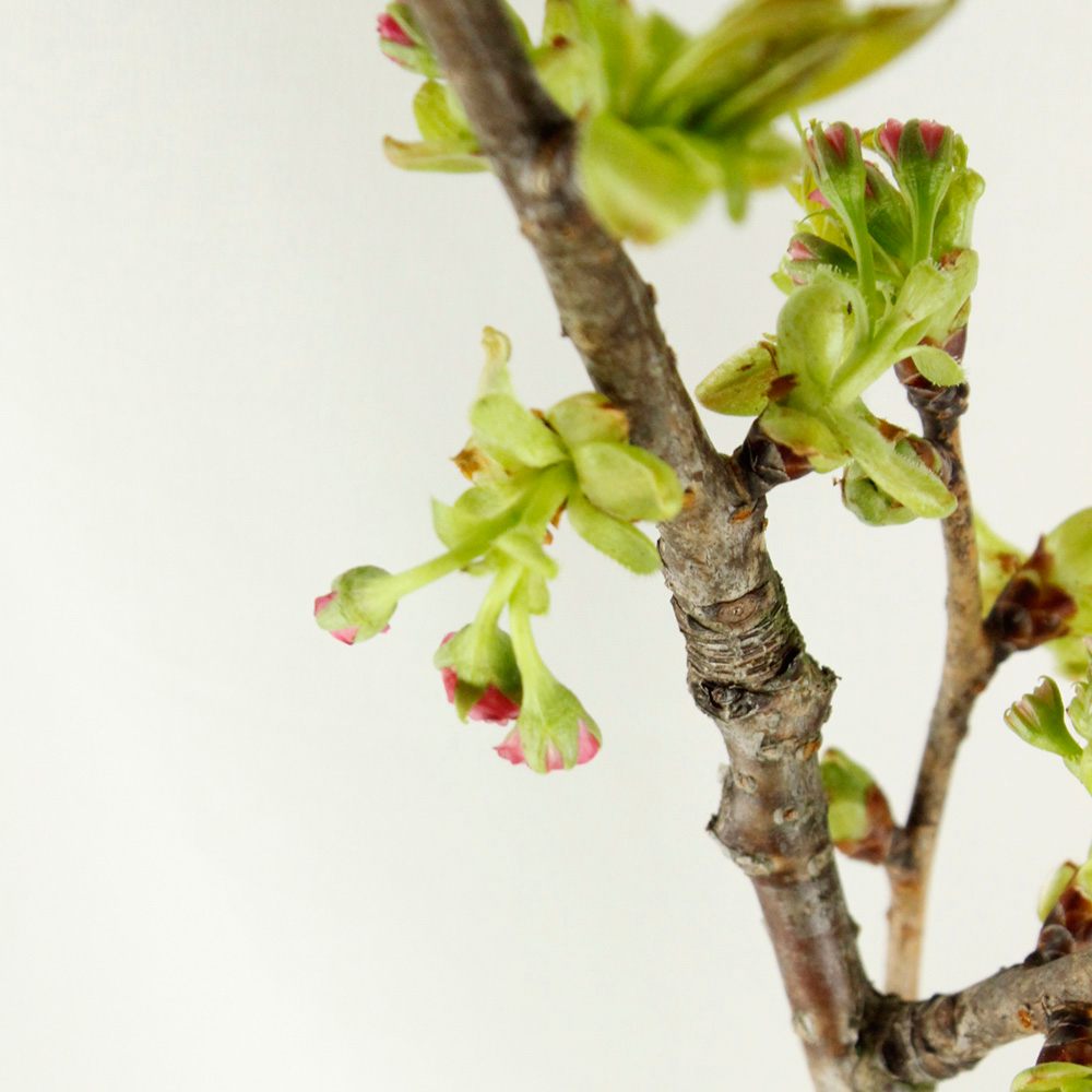 直前 おうちで花見フェア 桜 関山 カンザン 1m程度 通販 はなどんやアソシエ 直前 おうちで花見フェア 桜 関山 カンザン 1m程度 通販 はなどんやアソシエ