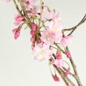 参考出品 しだれ桜 切り花 生花 120サイズ 08直前!】おうちで花見フェア!しだれ桜(1M程度) - 花材通販はなどんや