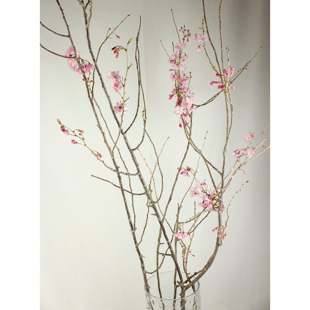 08直前!】おうちで花見フェア!しだれ桜(1M程度) - 花材通販はなどんや