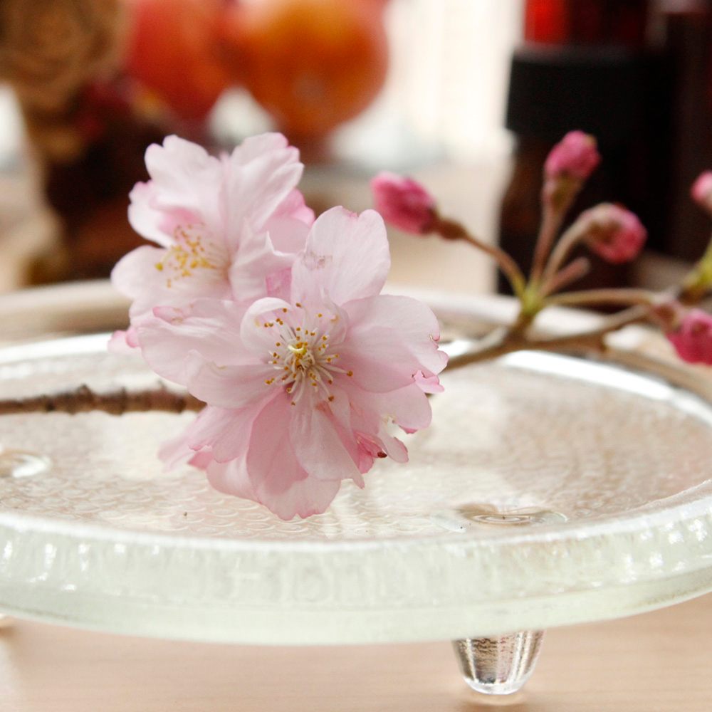 08直前 おうちで花見フェア しだれ桜 1m程度 通販 はなどんやアソシエ