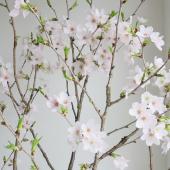 生花】御殿場桜(80cm程度)おおいた農協ほか【早締切-74】 - 花材通販は