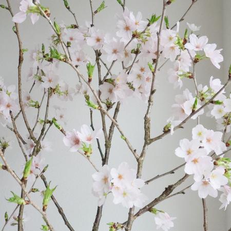 08直前】御殿場桜(100cm程度・)おおいた農協【生花】 - 花材通販はなど