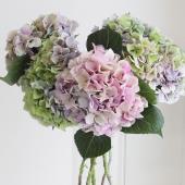 ひまわり18さま　2苗　輸入アジサイ　マジカルリン　フェ ひまわり18さま 2苗 輸入アジサイ マジカルリン フェ - メルカリ