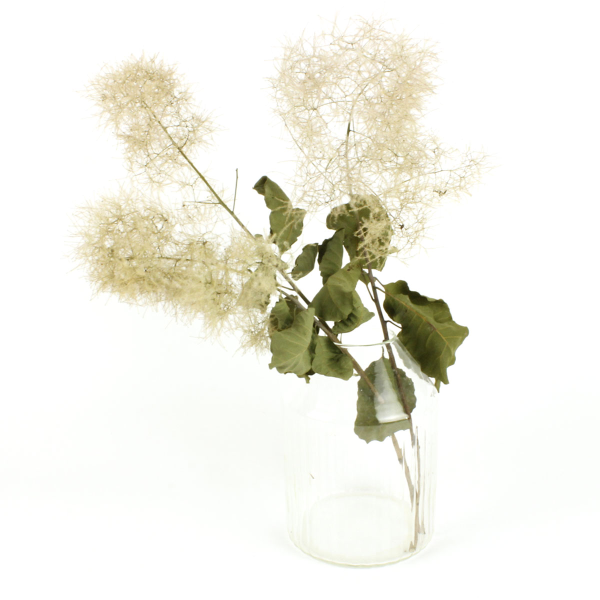 ドライ 即納 J Flow スモークツリー 白 花穂 ミニ束 Ns 通販 はなどんやアソシエ ドライ 即納 J Flow スモークツリー 白 花穂 ミニ束 Ns 通販 はなどんやアソシエ