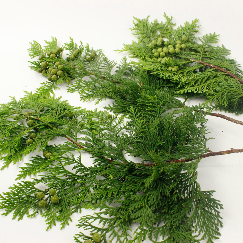 生花 宮内バラ園 サマーコニファー ヒノキ 実付き 30cm程度 Ot 通販 はなどんやアソシエ 生花 宮内バラ園 サマーコニファー ヒノキ 実付き 30cm程度 Ot 通販 はなどんやアソシエ