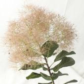 生花】スモークツリー 半ドライ 約60cm - 花材通販はなどんやアソシエ