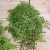 ※販売期間外※【08直前!!!】30cm程度　ヒノキ（実付き）常陸大宮