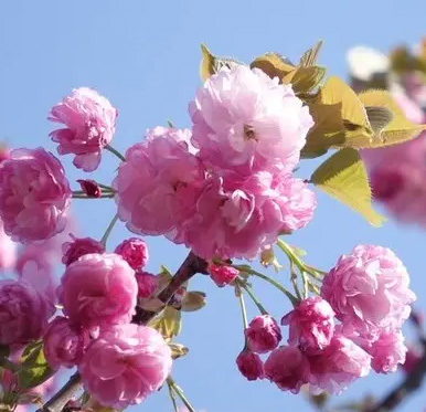【08直前】紅華桜(コウカザクラ)八重ピンク　1m