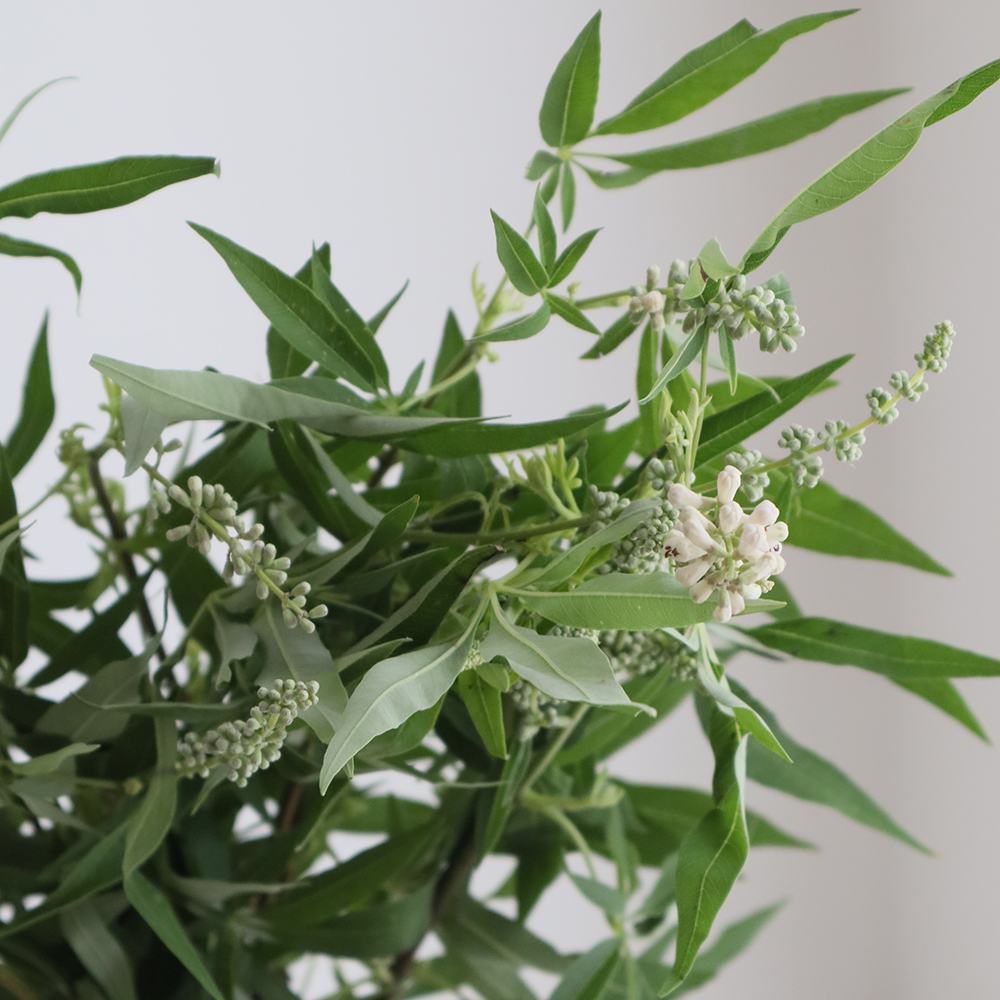 生花】白花西洋ニンジンボク(白)F.U.kagawa 50cm - 花材通販は