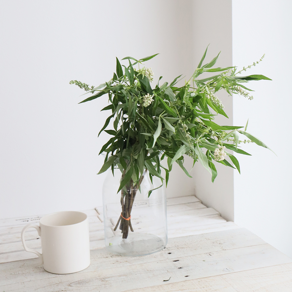 生花】白花西洋ニンジンボク(白)F.U.kagawa 50cm - 花材通販は