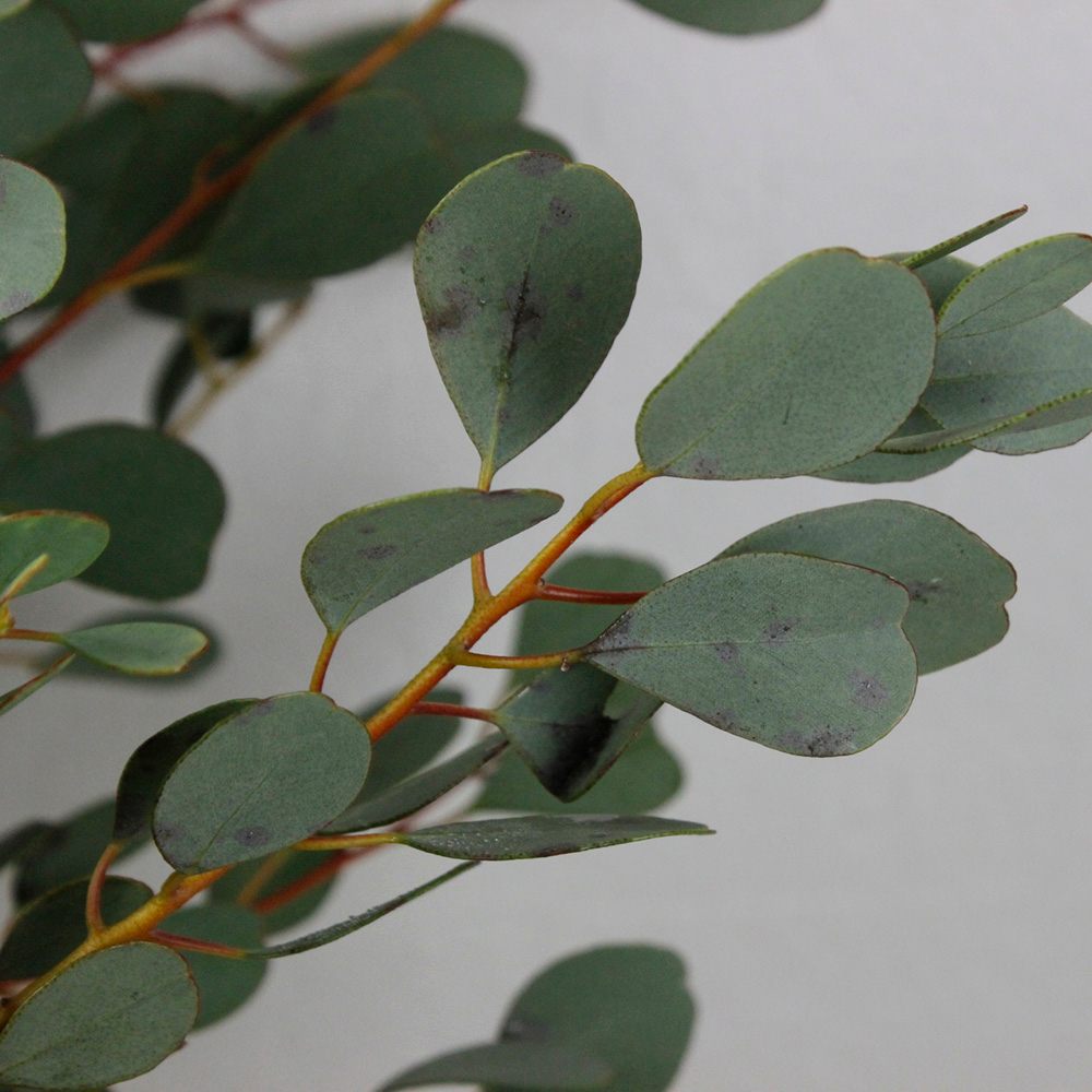 生花 輸入ユーカリ ウェブステリアナ Fj アヤブリッジ 通販 はなどんやアソシエ 生花 輸入ユーカリ ウェブステリアナ Fj アヤブリッジ 通販 はなどんやアソシエ