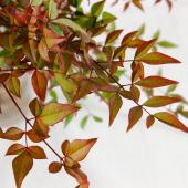 ※販売期間外※【直前!!】紅葉 姫南天 50cm~【生花】