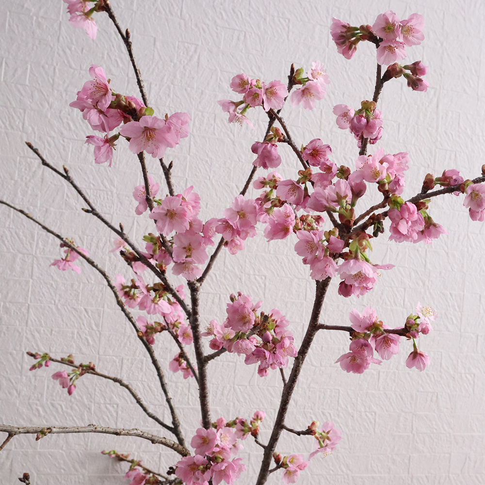 生花】陽光桜(スリーブ入り)80センチ程度 束2〜3本程度 常陸農協