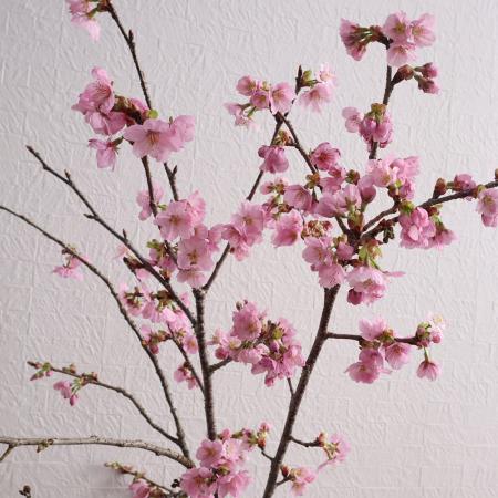【生花】陽光桜(スリーブ入り)80センチ程度　束2〜3本程度　常陸農協大宮