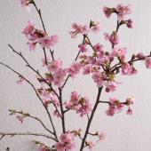 生花】陽光桜(スリーブ入り)80センチ程度 束2〜3本程度 常陸農協大宮