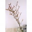 【生花】陽光桜(スリーブ入り)80センチ程度　束2〜3本程度　常陸農協大宮
