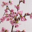 【生花】陽光桜(スリーブ入り)80センチ程度　束2〜3本程度　常陸農協大宮
