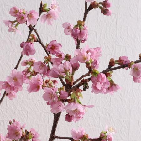 桜❀　1010 がいせん桜通り | 岡山県 | 全国の花風景 | 「日本全国の花風景
