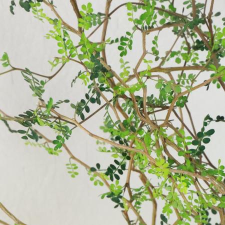 【生花】ソフォラ　リトルベイビー  40cm〜宮内バラ園【OT】