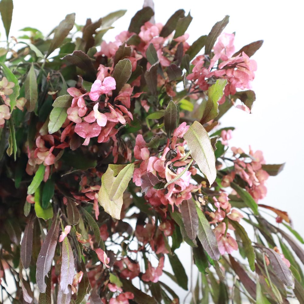 生花 ドドナエア ピンク 50 60cm Ot 大島産 通販 はなどんやアソシエ 生花 ドドナエア ピンク 50 60cm Ot 大島産 通販 はなどんやアソシエ