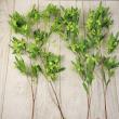【08直前】ドドナエア　グリーン　ありだ農協　40cmドライにおすすめ!【生花】