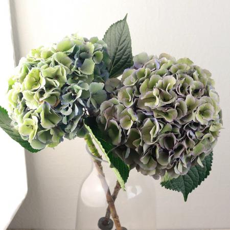 生花】輸入アジサイ レナーテスタイニガー(アンティークブルー