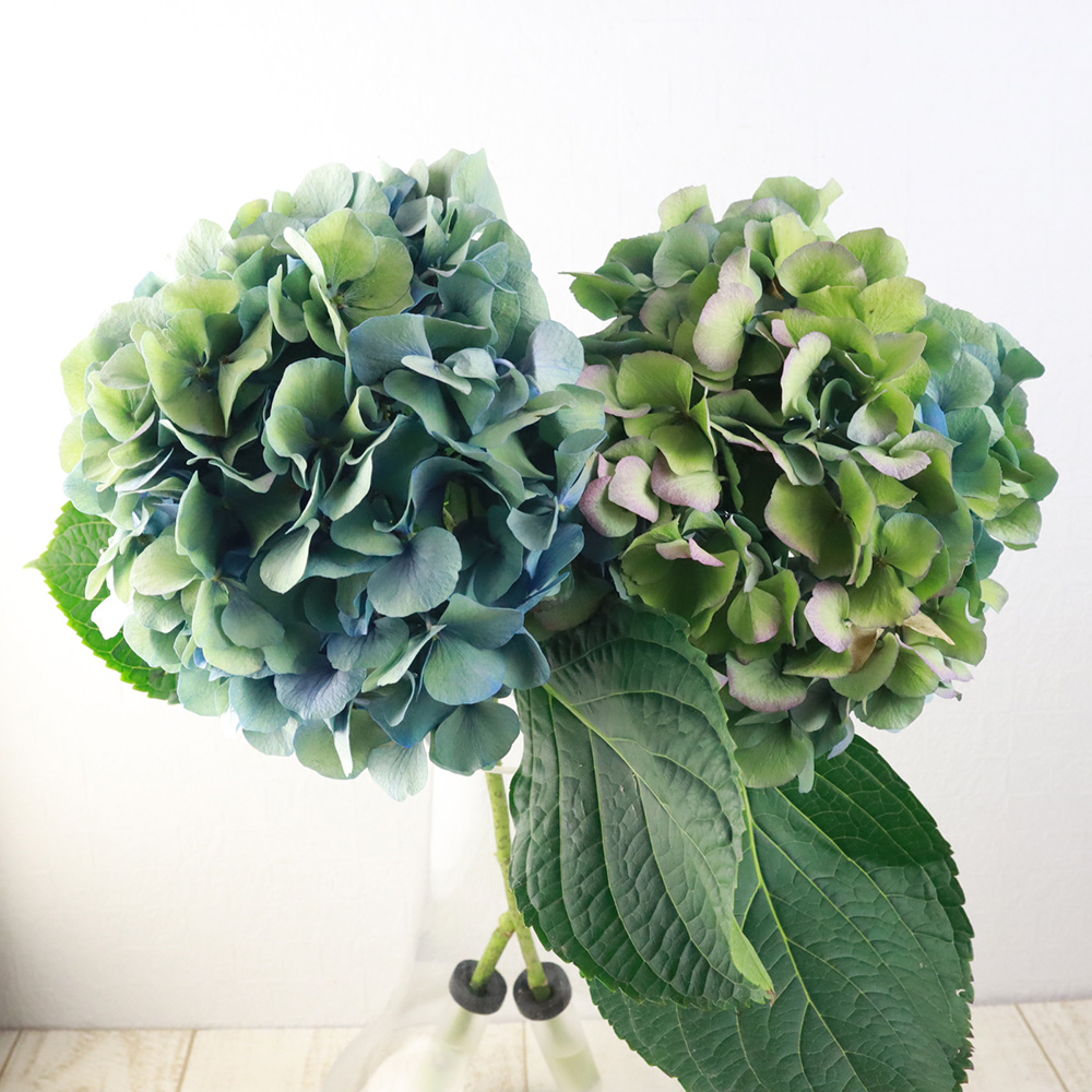 輸入アジサイ　切り花 直前】輸入アジサイ(ライトグリーン) モジートorアップルグリーン 【OR